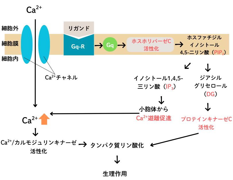 Gqタンパク質共役型受容体のシグナル伝達説明図