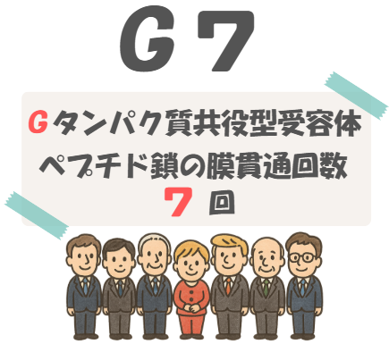 薬理のGタンパク質共役型受容体ペプチド鎖の膜貫通回数のゴロと語呂合わせを説明するイラスト。