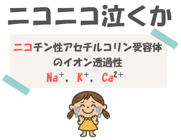 薬理のニコチン性アセチルコリン受容体の語呂合わせのイラスト付き説明。