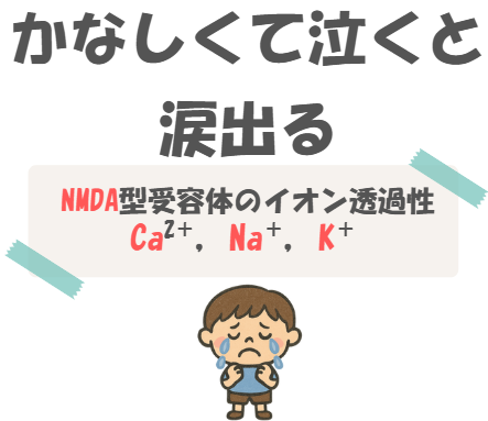 薬理のNMDA受容体の薬理のNMDA受容体の語呂合わせのイラスト付き説明。