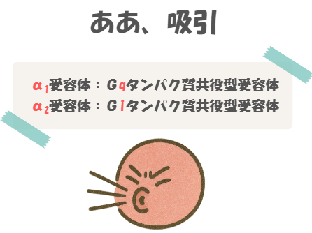 薬理のα1受容体、α2受容体の語呂合わせのイラスト付き説明。