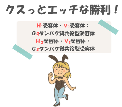 薬理のH1・H2受容体、V1・V2受容体の語呂合わせのイラスト付き説明。