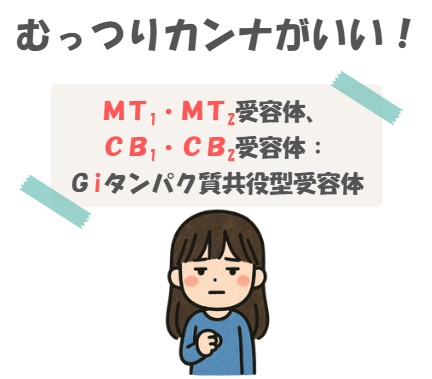 薬理のMT1・MT2受容薬理のMT1・MT2受容体、CB1・CB2受容体の語呂合わせのイラスト付き説明。