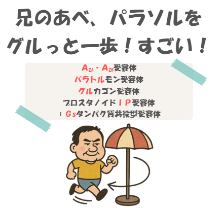 薬理のGs受容体の種類の語呂合わせのイラスト付き説明
