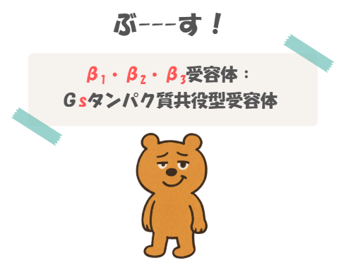 薬理のβ1受容体、β2受容体、β3受容体の語呂合わせ(細胞膜受容体)のイラスト付き説明図。