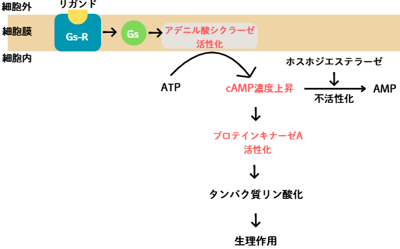 Gsタンパク質共役型受容体のシグナル伝達説明図