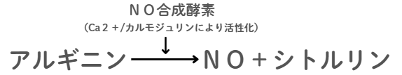 アルギニンからシトルリンとNOが生成される説明図
