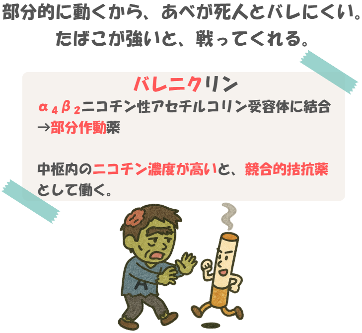 薬理のバレニクリンの語呂合わせのイラスト付き説明。