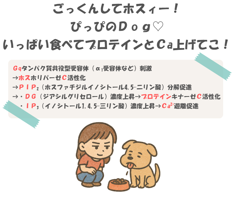 薬理のGqタンパク質共役型受容体の情報伝達のゴロのイラスト付き説明