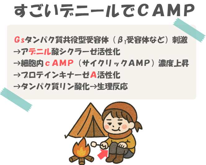 薬理のGsタンパク質共役型受容体の情報伝達の語呂合わせのイラスト付き説明。