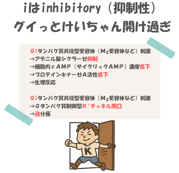薬理のGiタンパク質共役型受容体の情報伝達の語呂合わせのイラスト付き説明。