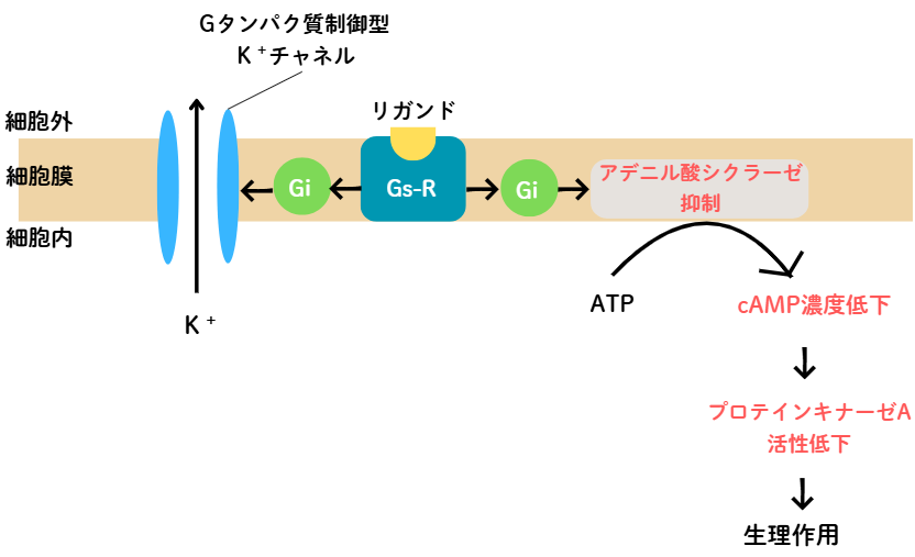 Giタンパク質共役型受容体のシグナル伝達説明図